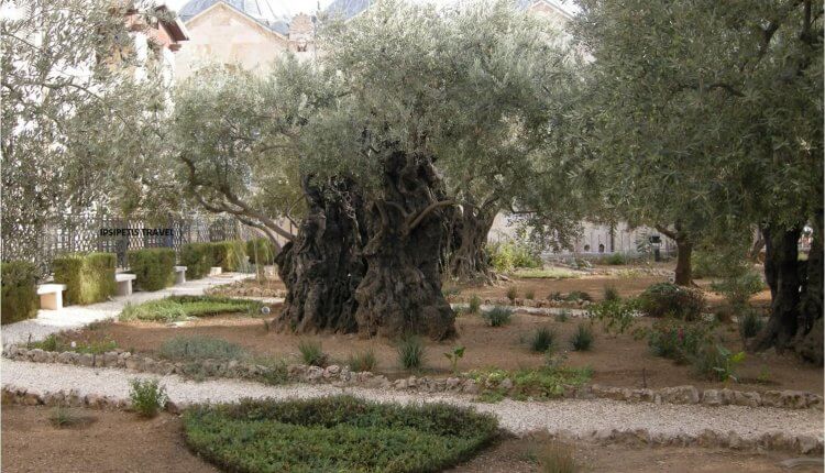 Γιατί η Ανάληψη του Κυρίου έγινε στο Όρος των Ελαιών;